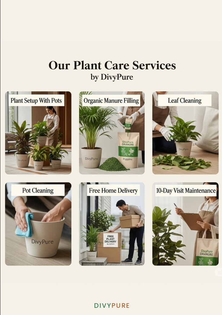 About DivyPure