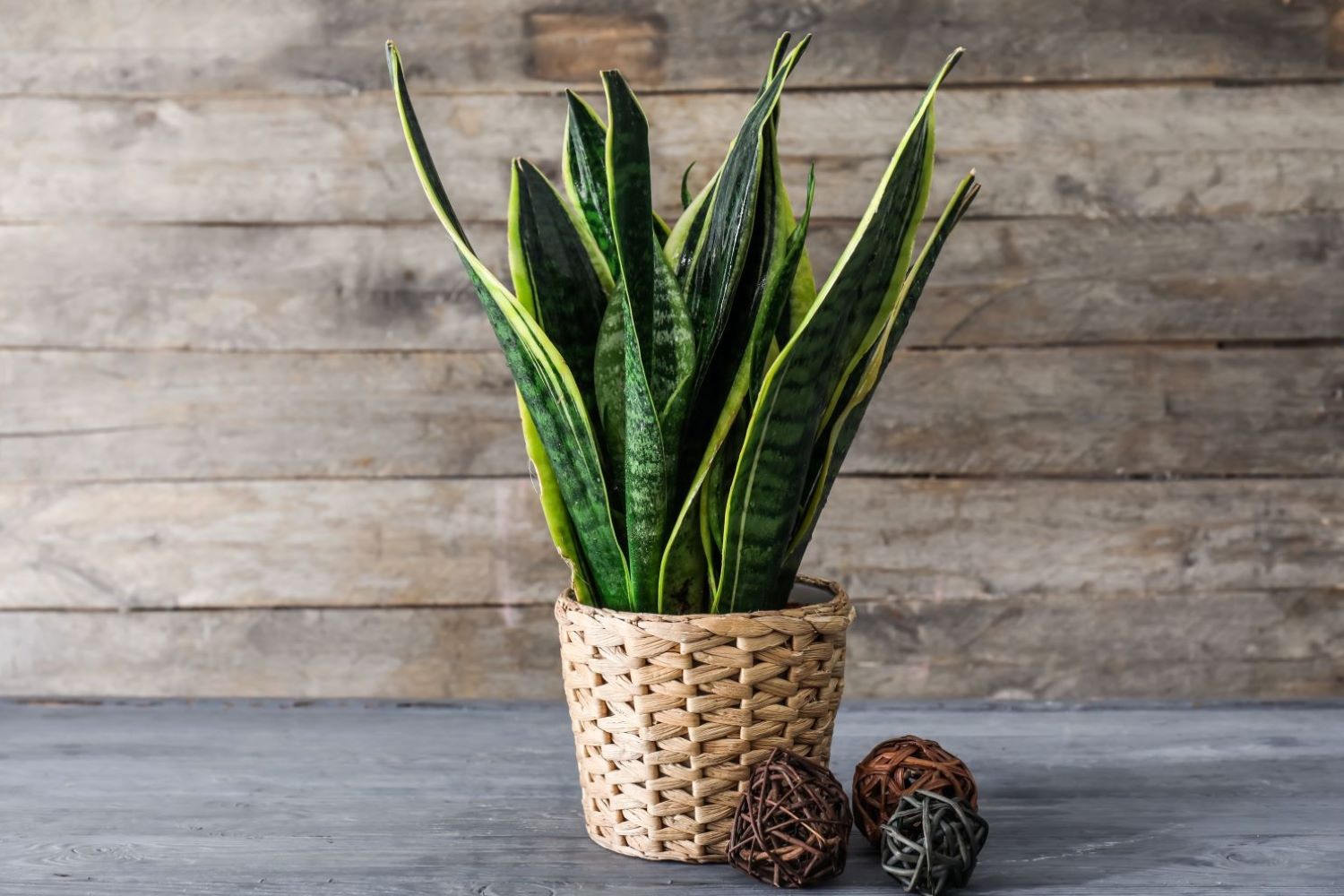 Snake Plant